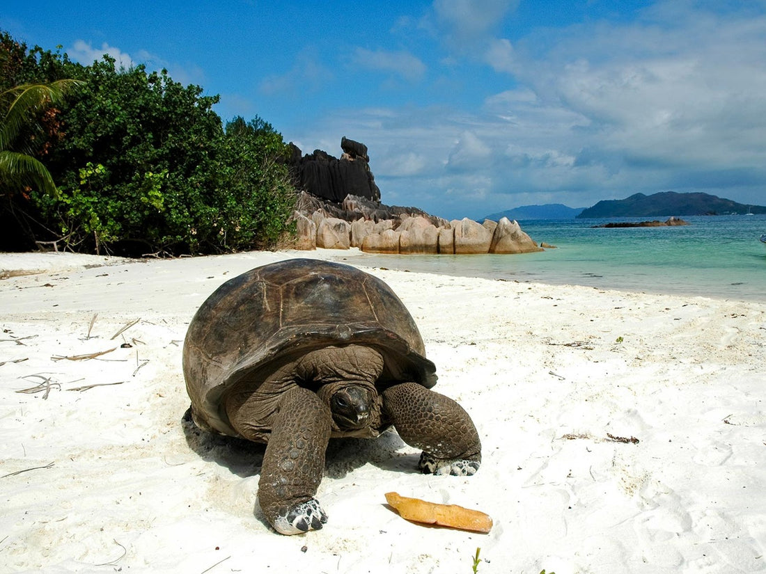 Seychelles Itinerary with a Toddler: Budget-Friendly & Relaxed